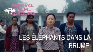 Les éléphants dans la brume
